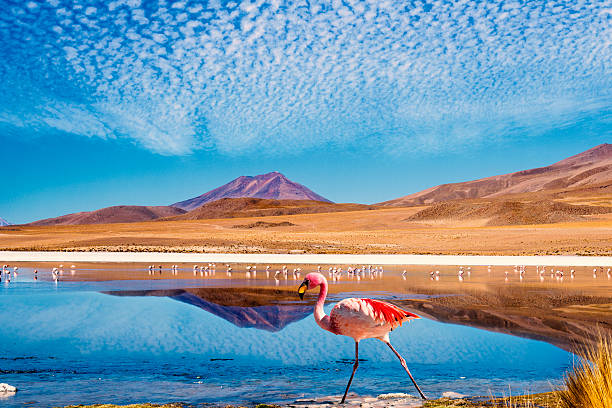 Laguna at the "Ruta de las Joyas altoandinas" in Bolivia with pink flamingo walking through the scene