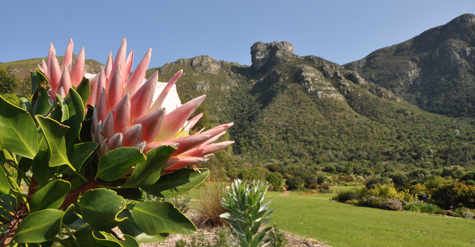 KIRSTENBOSCH_041_rgb