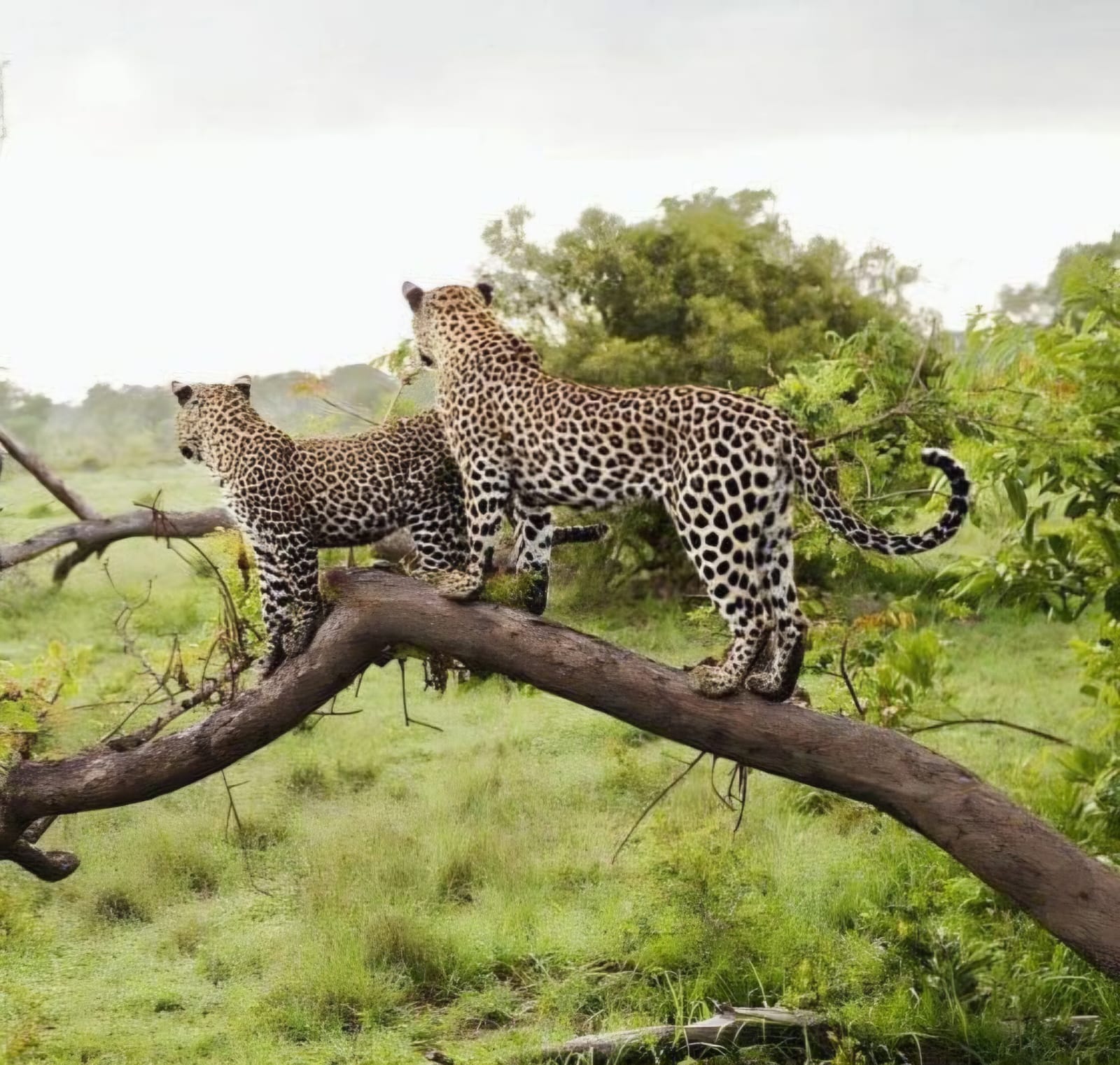 Africa do Sul Experience